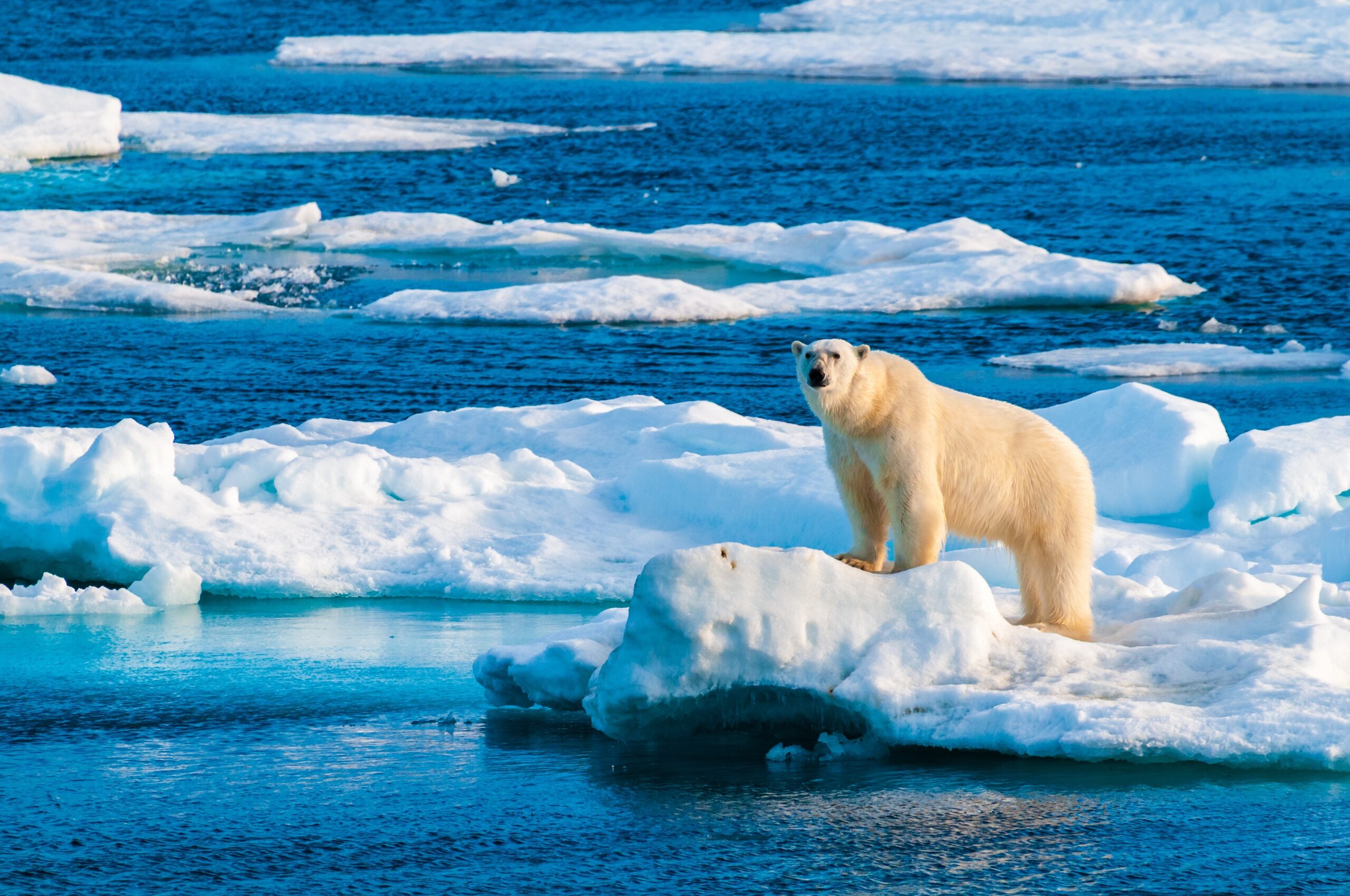 The Polar Regions hero