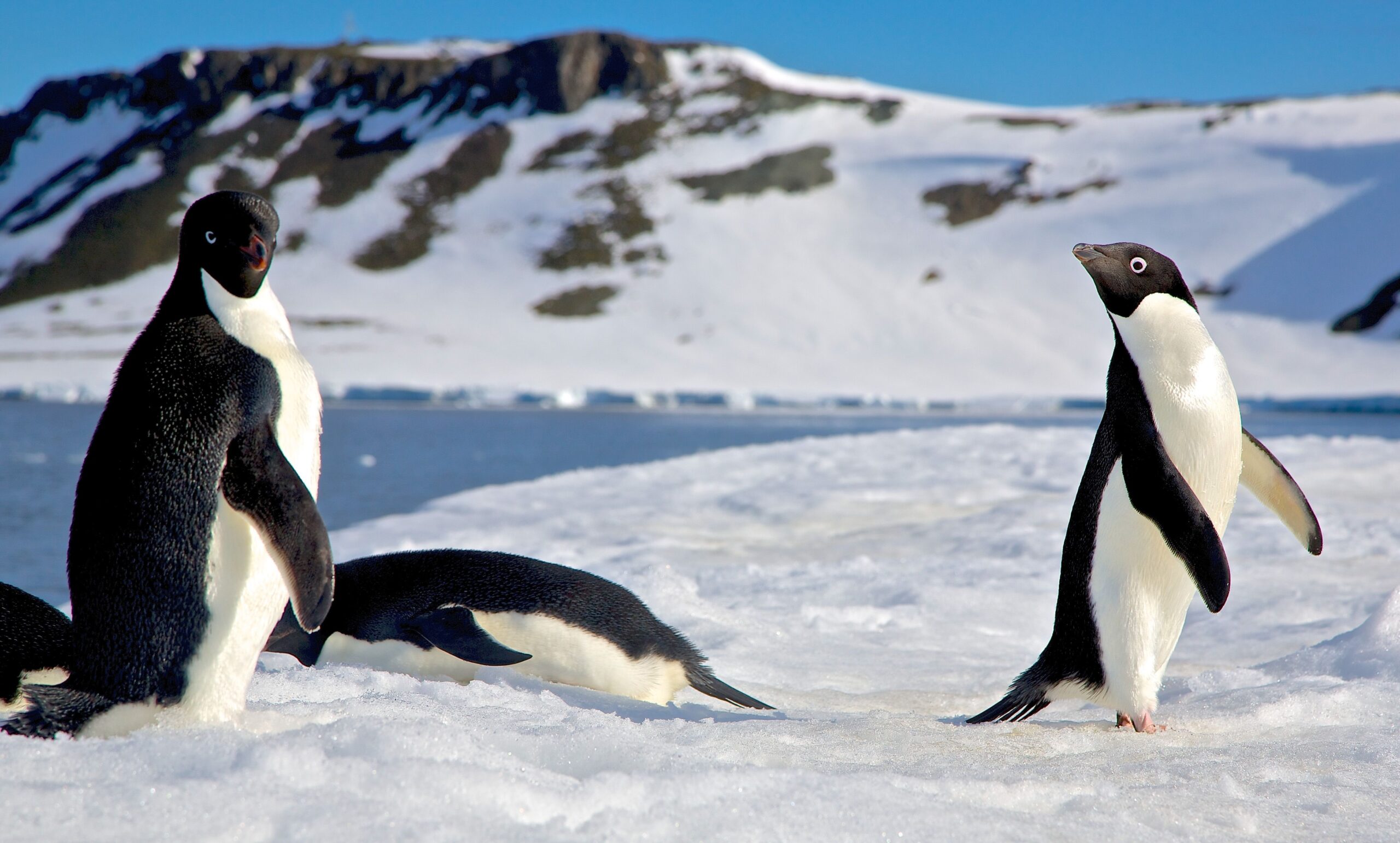 Day 2 | King George Island